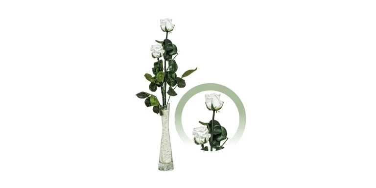 2-rosas-blancas-preservadas-para-el-recuerdo