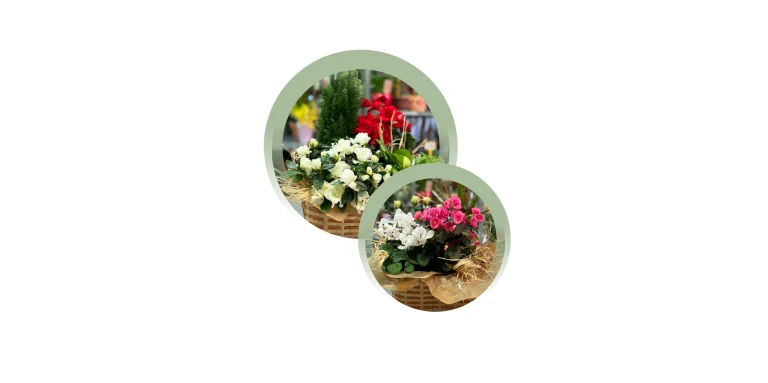 cestas-de-plantas-variadas